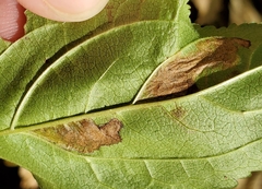 Stigmella rhamnicola