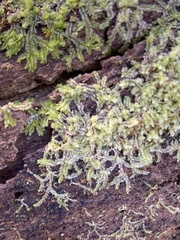 Lophocolea heterophylla