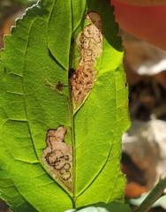 Stigmella rhamnicola