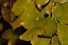 Ochna puberula