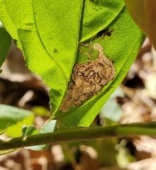 Stigmella rhamnicola