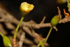 Ochna puberula