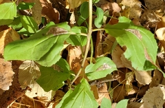 Stigmella rhamnicola