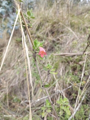 Clinopodium tomentosum