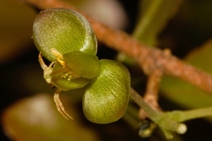 Ochna puberula