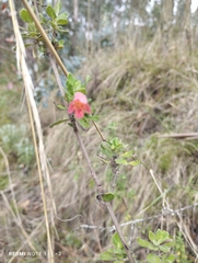Clinopodium tomentosum