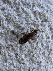 Trypetoptera punctulata