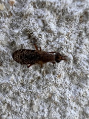 Trypetoptera punctulata