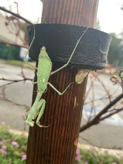 Stagmomantis
