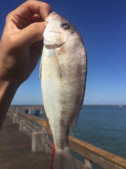 Orthopristis chrysoptera