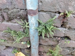 Asplenium trichomanes