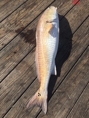 Sciaenops ocellatus