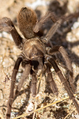 Aphonopelma iodius