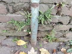 Asplenium trichomanes