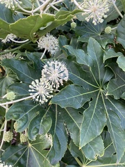 Fatsia japonica