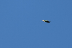 Agapornis roseicollis