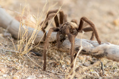 Aphonopelma iodius