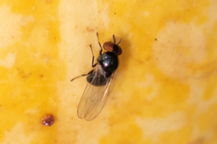 Lonchaea
