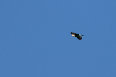 Agapornis roseicollis