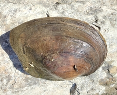 Lasmigona complanata