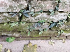 Asplenium ceterach
