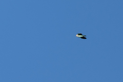 Agapornis roseicollis