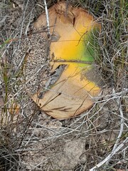 Haemanthus sanguineus