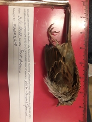 Zonotrichia albicollis