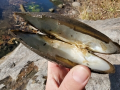 Lasmigona complanata