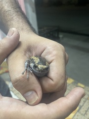 Kaloula pulchra