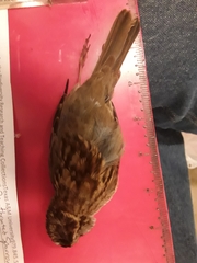 Zonotrichia albicollis