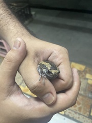 Kaloula pulchra