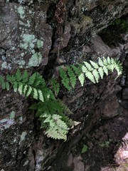 Cystopteris laurentiana