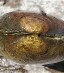 Lasmigona complanata