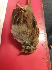 Zonotrichia albicollis