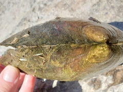 Lasmigona complanata