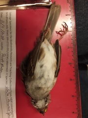 Zonotrichia albicollis