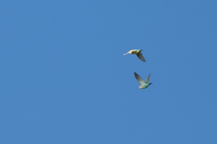 Agapornis roseicollis