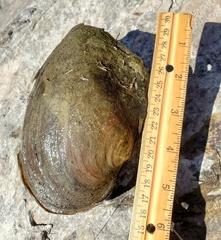 Lasmigona complanata