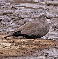 Metriopelia melanoptera