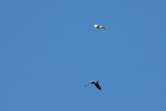 Agapornis roseicollis