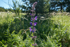 Salvia dumetorum