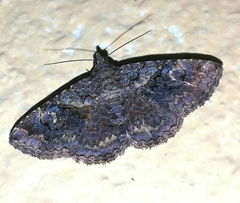 Toxonprucha repentis