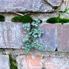 Asplenium ruta-muraria