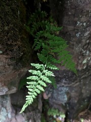 Cystopteris laurentiana
