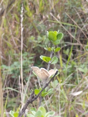 Leptotes andicola