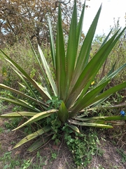 Furcraea