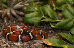 Lampropeltis annulata