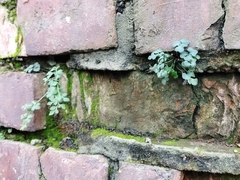 Asplenium ruta-muraria