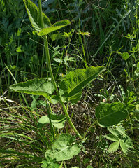 Salvia dumetorum